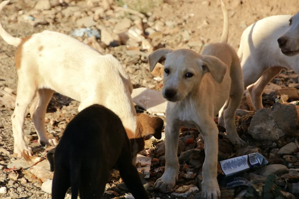 stray-puppies-in-belize